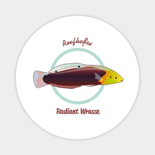 Radiant Wrasse Magnet